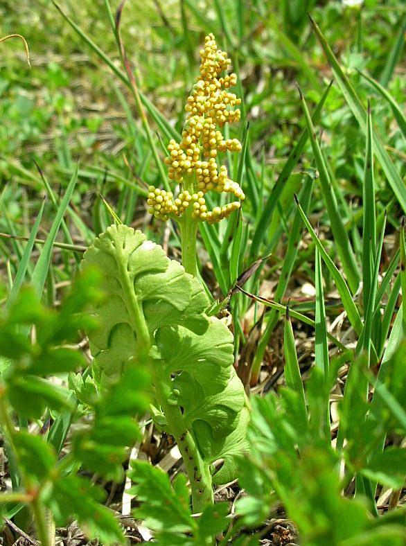 Botrychium lunaria / Botrichio